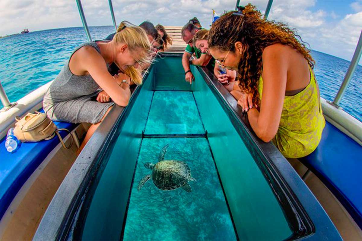 A group of people on a boat observing a turtle swimming in the water.